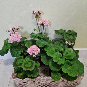 제라늄 5종