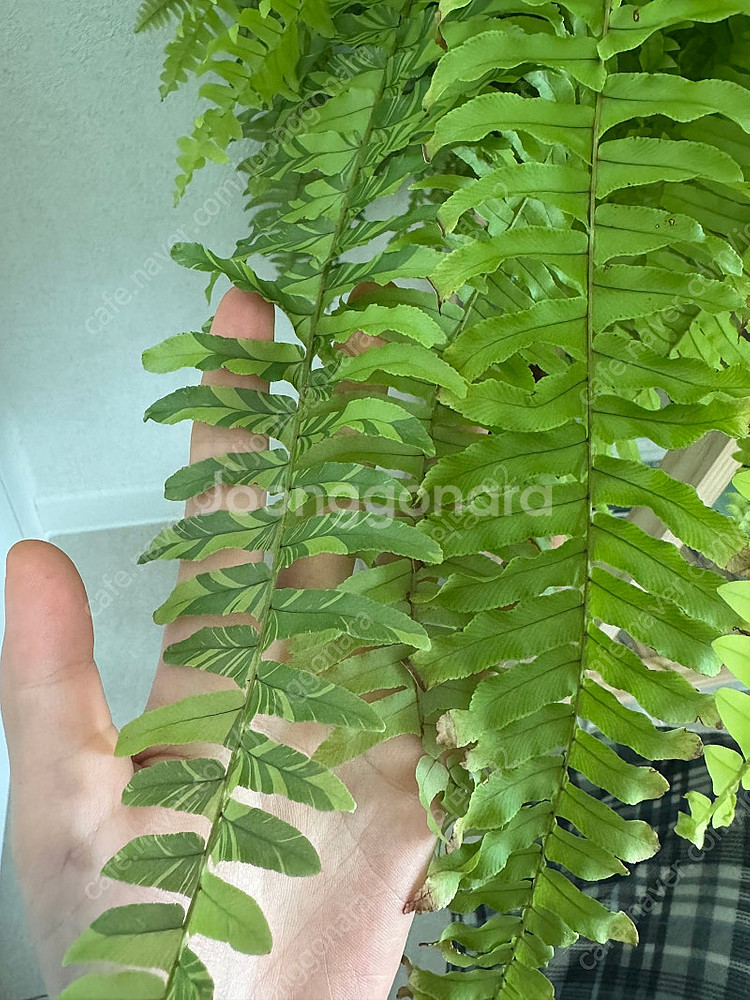 보스턴 고사리 특대품--1