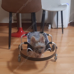 워크앤런 강아지 휠체어 보행기 사지마비용