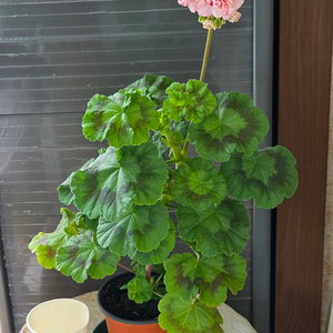 제라늄(모카씨)