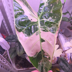 알로카시아 (핑크드래곤 옐로우 바리에가타, 롱기로바 화이트 핑크백)