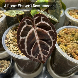 가격내림 안스리움 Dream Weaver X Necromancer 분양해요 레드크리스탈리넘