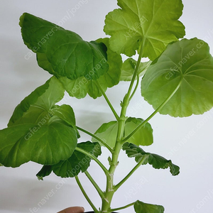 제라늄 총채 중품 0.5