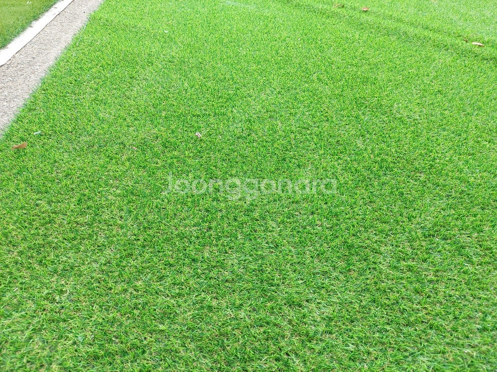 1. 행사용 중고인조잔디 20mm 2mx 10m 11....--5