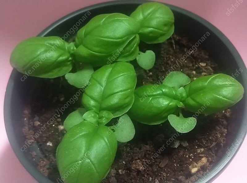 컴포즈 아메 핫 1300원 5/4일 챗ㄱㄱ