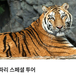 에버랜드 5/7일 사파리 스페셜투어