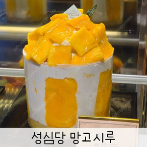 경주 성심당 망고시루