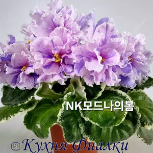 모드나의봄 벨라비타 애플마시멜로 화이트카네이션 브린째스 제라늄아님 러시아바이올렛 5종 일괄분양 합니다