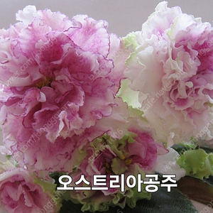 오스트리아공주 욕망의대상 LF바닐라 화이트카네이션 우주요정 제라늄아님 러시아바이올렛 5종 분양합니다