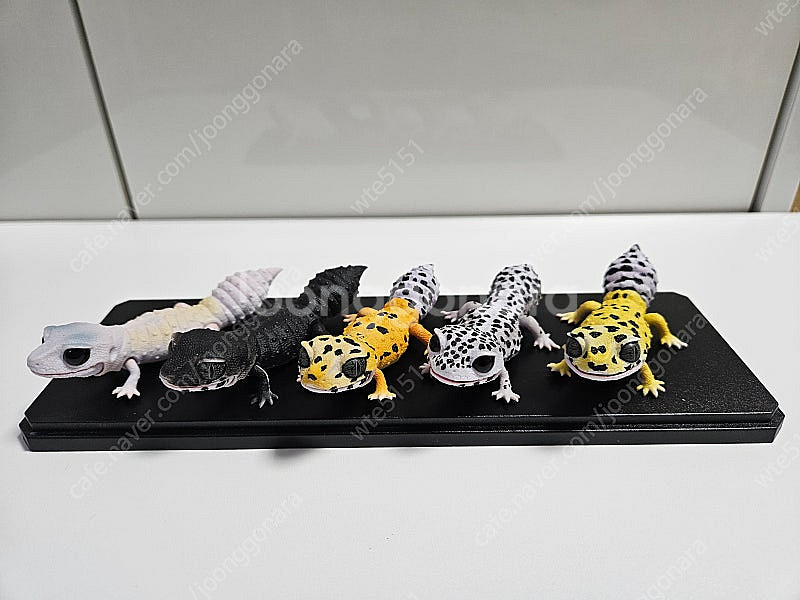 생물대도감 렙티 1탄 레오파드게코 풀세트 판매--0