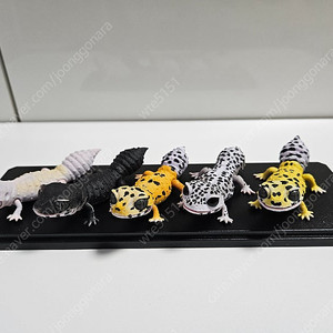 생물대도감 렙티 1탄 레오파드게코 풀세트 판매