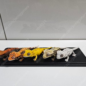 생물대도감 렙티2탄 크레스티드게코 풀세트 판매