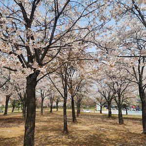 5월1일 한화vs엘지 중앙탁자석 삽니다
