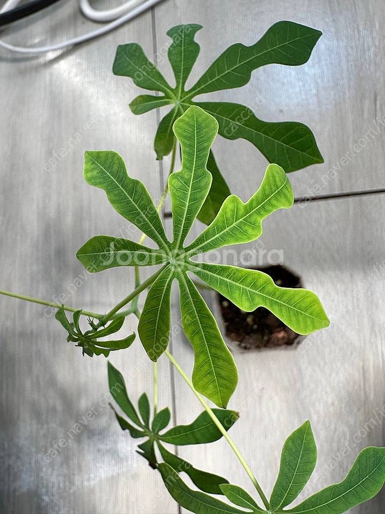 마니홋 그라하미(Manihot Grahamii) 희귀식물--0