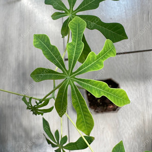 마니홋 그라하미(Manihot Grahamii) 희귀식물