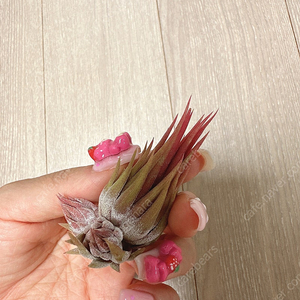 틸란드시아 아프레타도 RFI