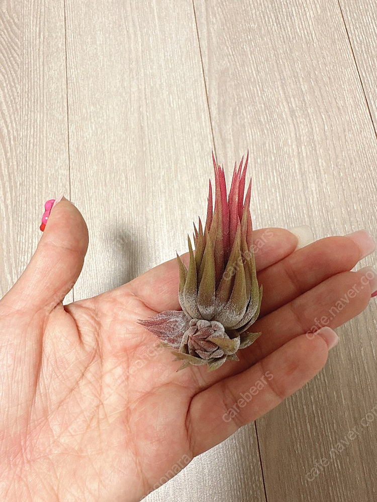 틸란드시아 아프레타도 RFI--1