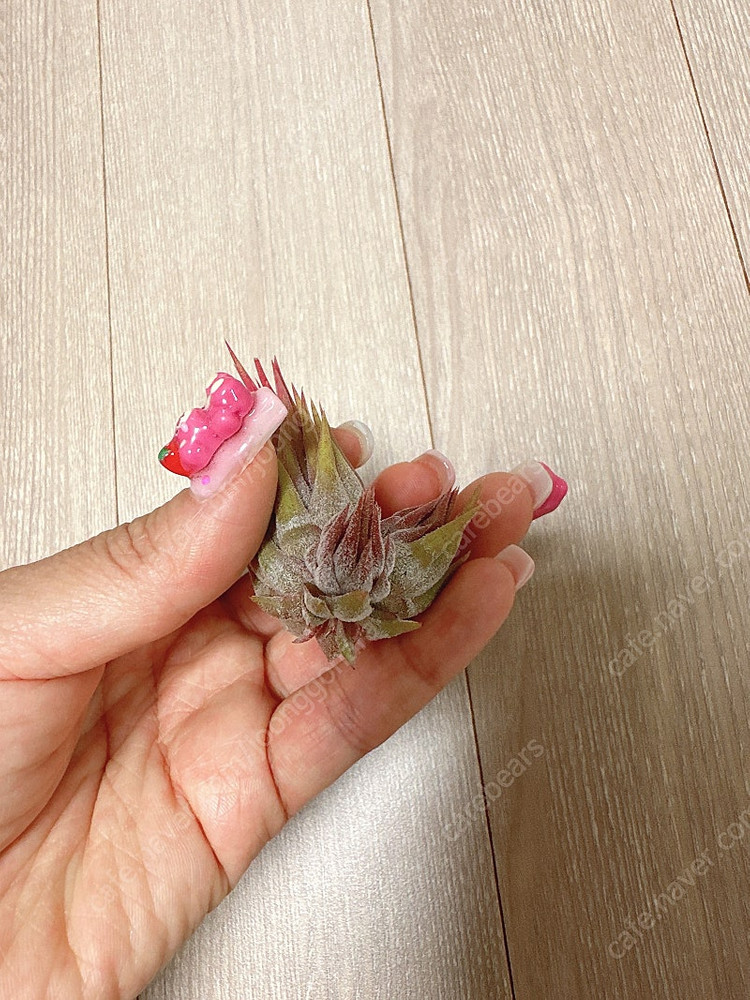 틸란드시아 아프레타도 RFI--2