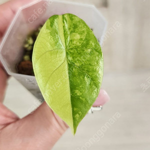 알로카시아 시누아타 옐로우 바리에가타