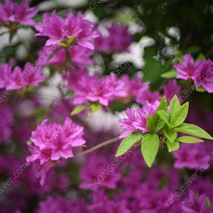 니콘 NIKKOR-S 5cm F1.4 50.4 S마운트 RF 렌즈 Nikon 50mm