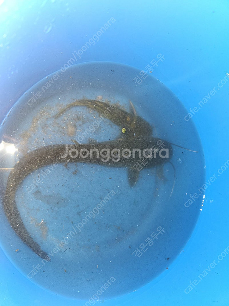 [청주] 자연산 메기, 빠가사리--0