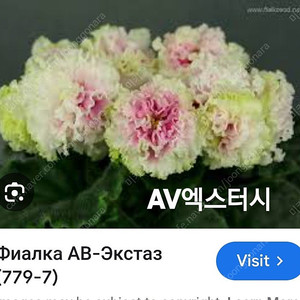 러시아바이올렛 가격조정 (제라늄.신닌기아x)