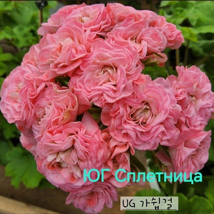 러시아제라늄 개별분양합니다 (보험이들 분양)
