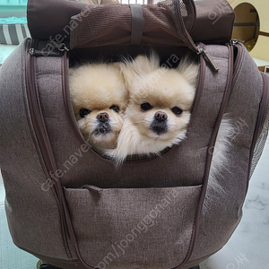 엘르 애견 가방 캐리어