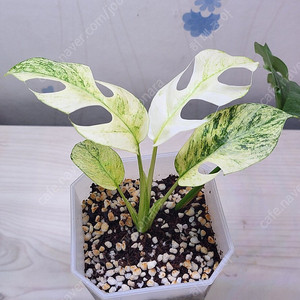 무늬히메,화이트민트히메,풀민트히메,트루비스킨,에피민트 등 여러 희귀식물 분양해요