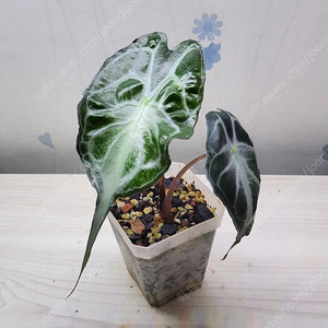 옐로우히메,베놈,화이트민트히메,무늬히메,풀민트히메,실버클라우드 등등 여러 희귀식물 분양해요