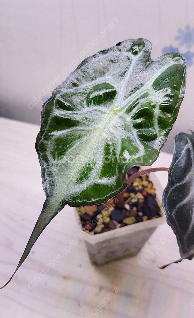 옐로우히메,베놈,화이트민트히메,무늬히메,풀민트히메,실버클라우드 등등 여러 희귀식물 분양해요--3