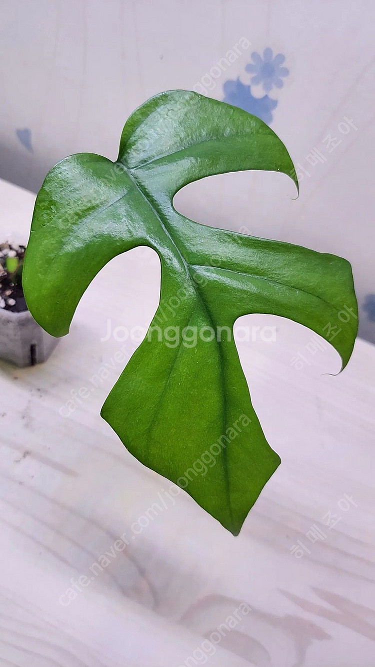 옐로우히메,베놈,화이트민트히메,무늬히메,풀민트히메,실버클라우드 등등 여러 희귀식물 분양해요--5