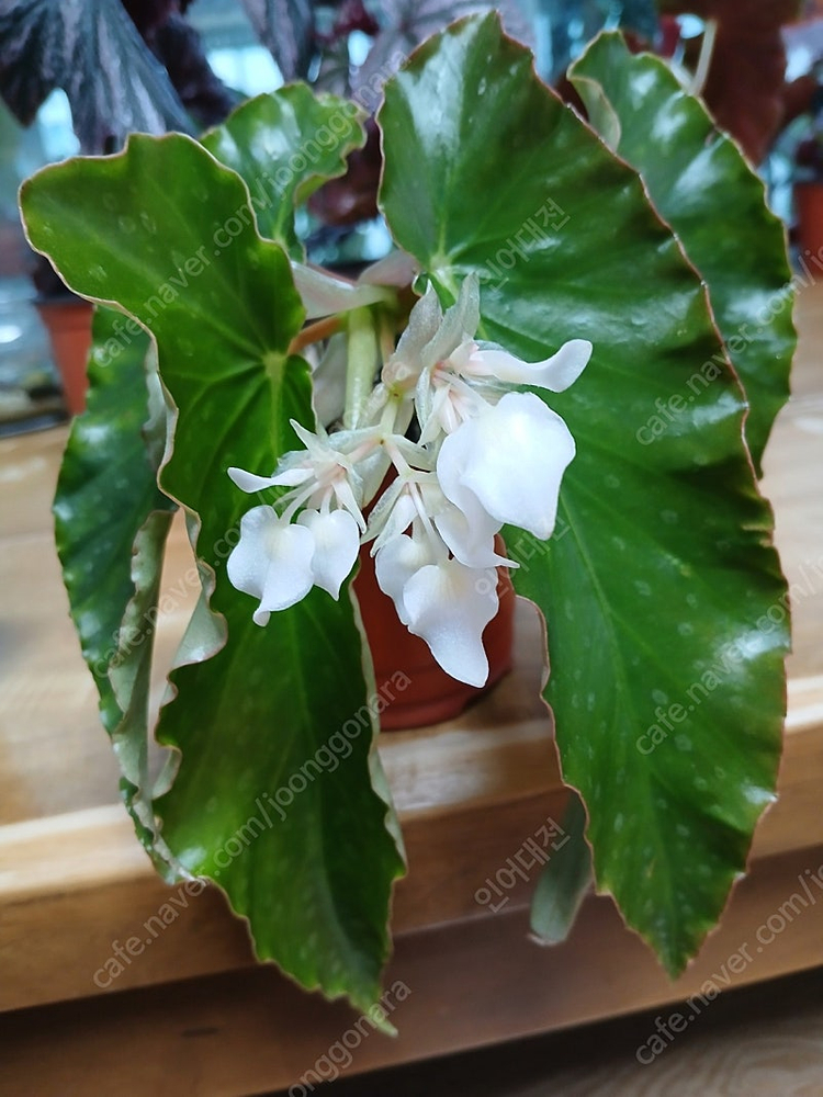 목베고니아 분양--1