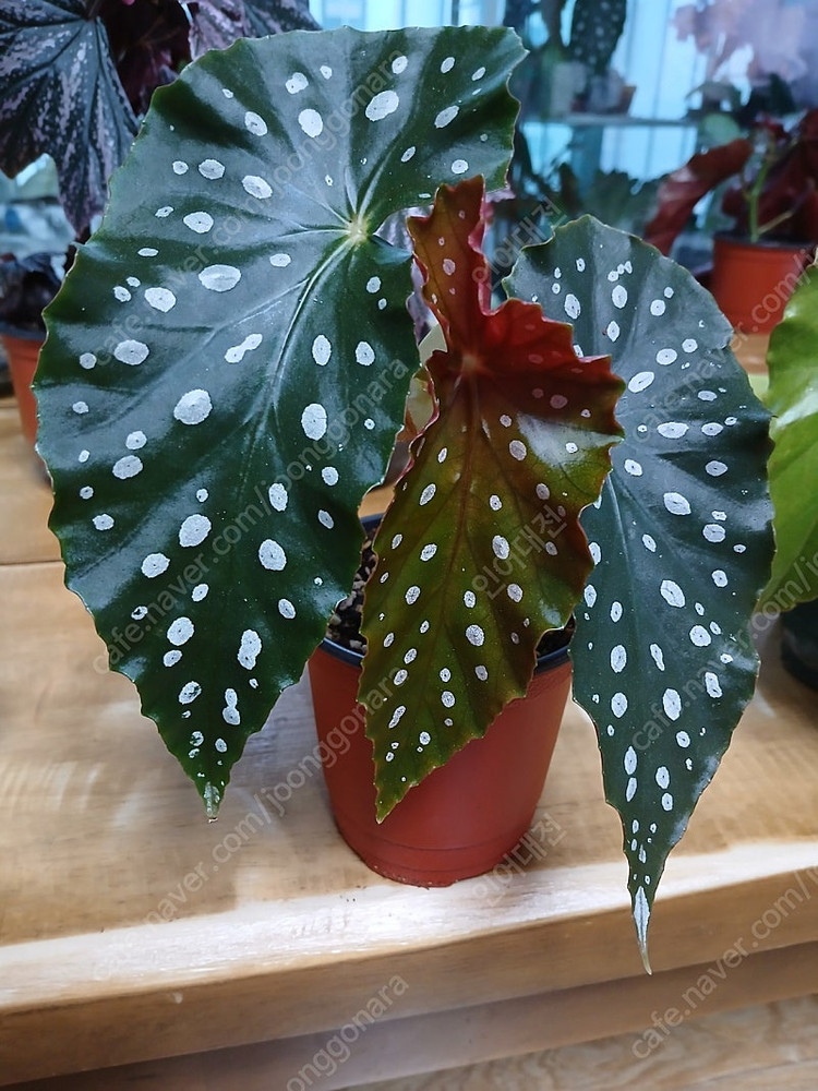 목베고니아 분양--2