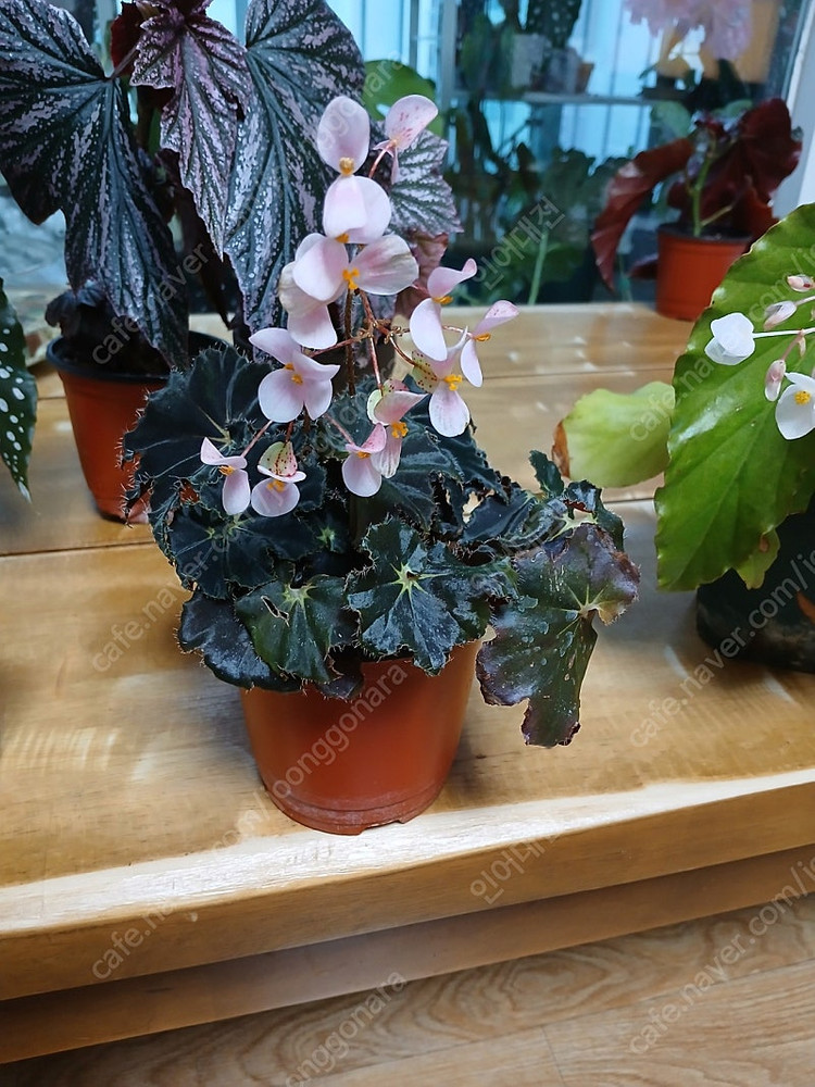 목베고니아 분양--3