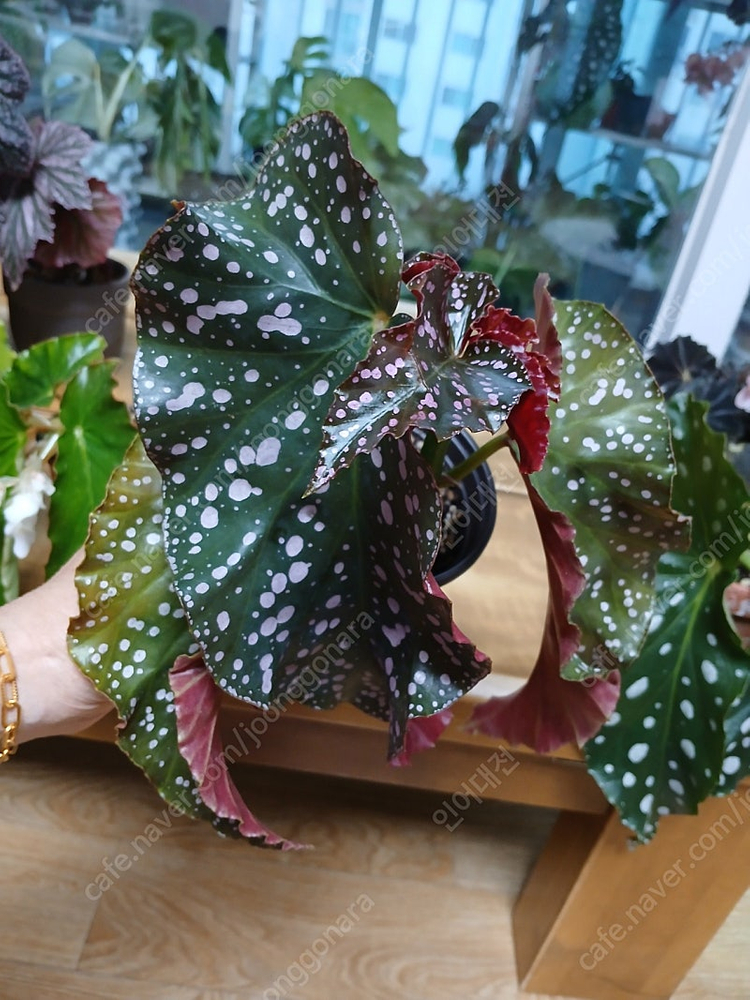 목베고니아 분양--4