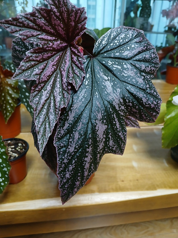 목베고니아 분양--5