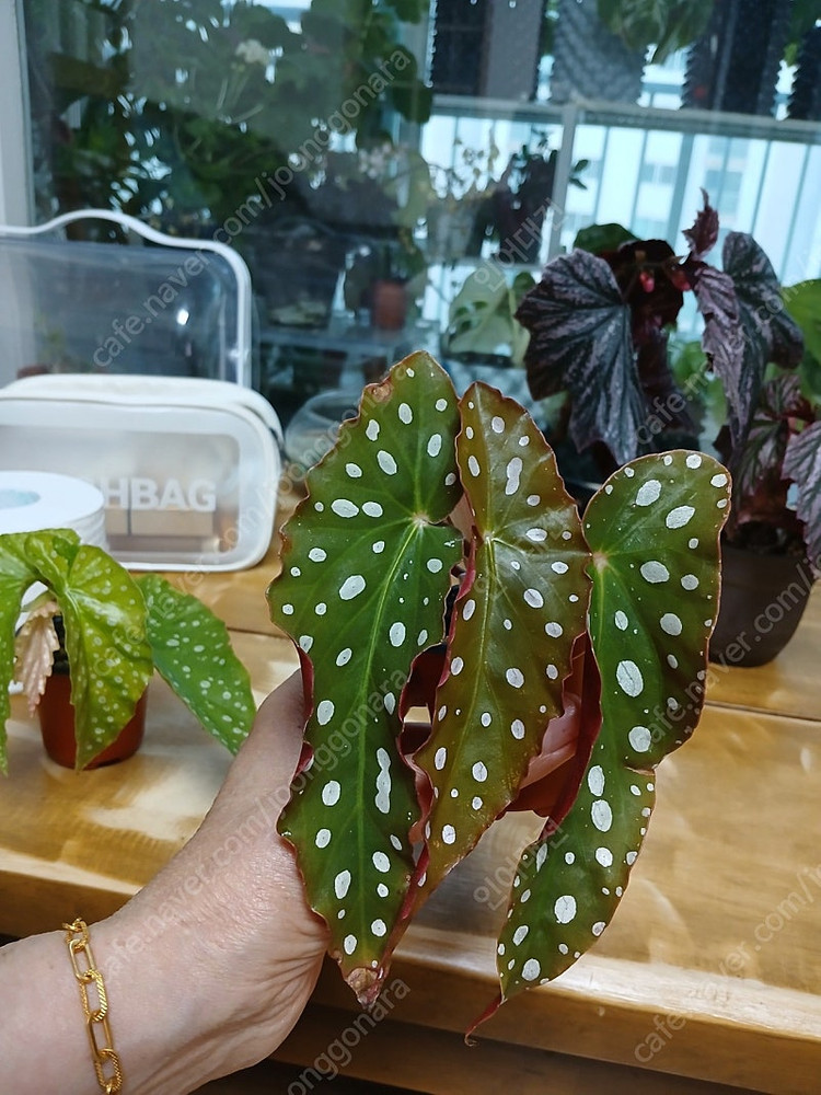 목베고니아 분양--7