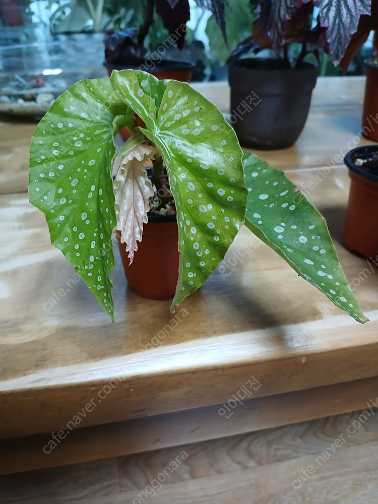 목베고니아 분양--8