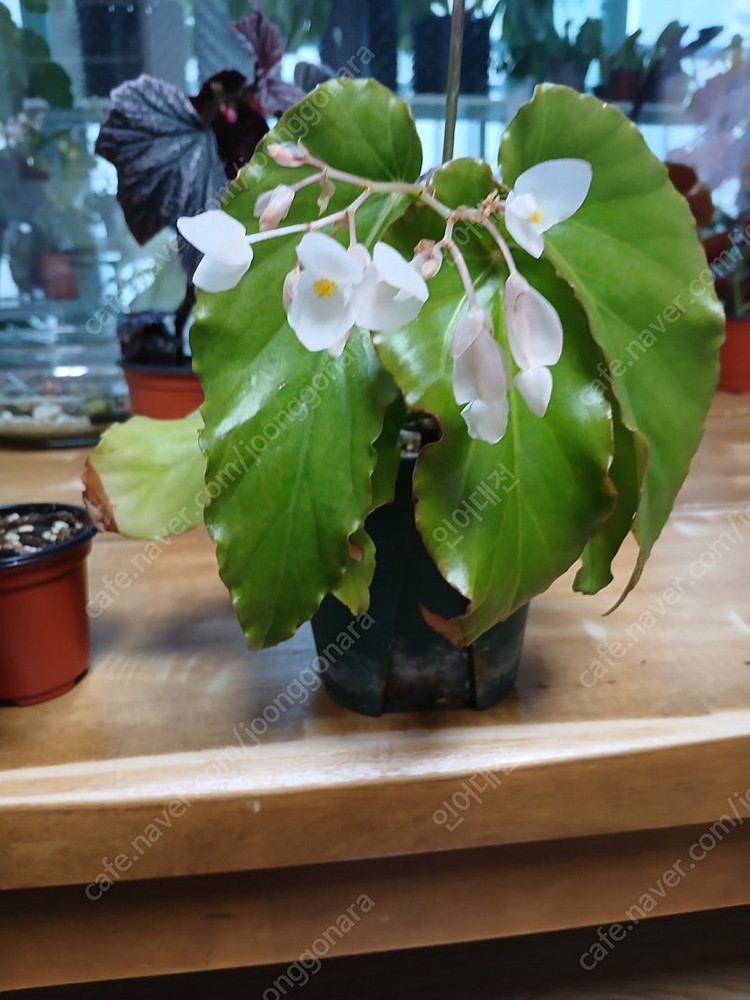 목베고니아 분양--9