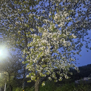 갤럭시 워치7 44mm 삽니다 (실버)