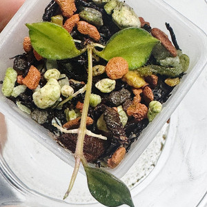 호야 커티시 바리에가타 탑부분 알로카시아 ×