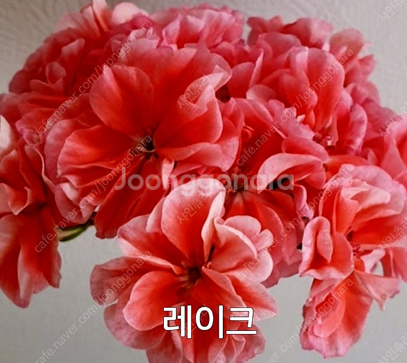 제라늄 레이크 대품 0.5--2