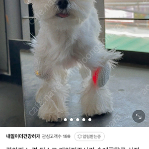 이아소펫 강아지레이저치료기