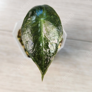 알로카시아 핑크드래곤 실버 바리에가타