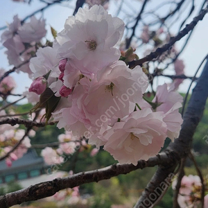 대명 삼척 양양 진도 쏠비치 거제. 소노캄 롯데속초 부여 켄싱턴 설악비치 리조트 5월3.4.5일 6월6.7.8일