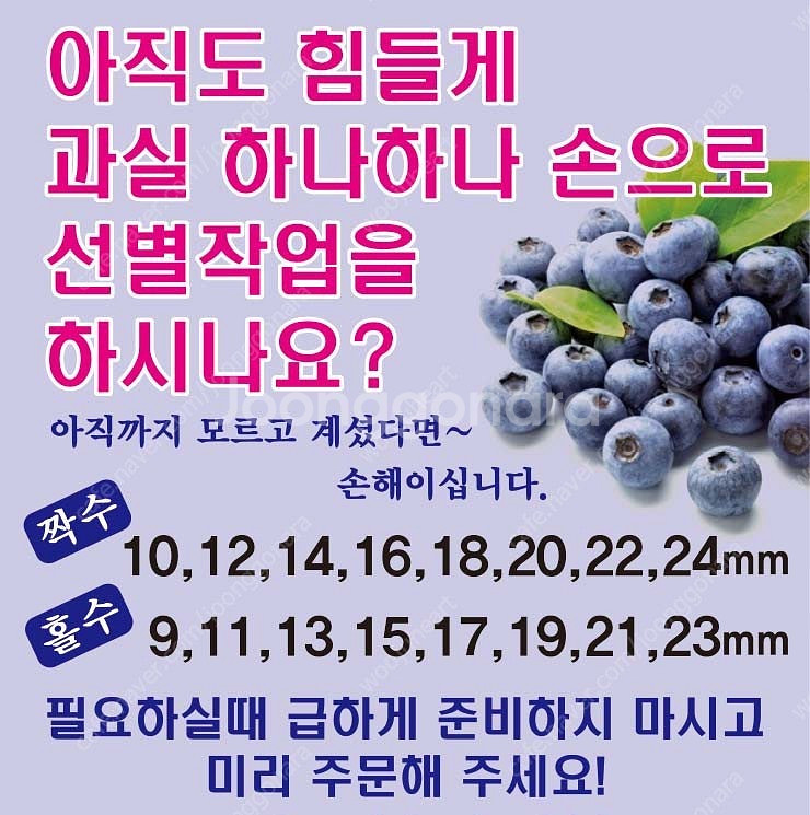 블루베리 수동선별기 판매--0