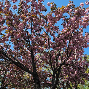 애슐리 상품권 쿠우쿠우 상품권 3만원권 여러장 15% 할인가격에 판매합니다