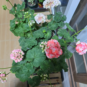 제라늄 4종