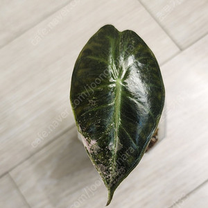알로카시아 핑크드래곤 실버 바리에가타(핑드바)
